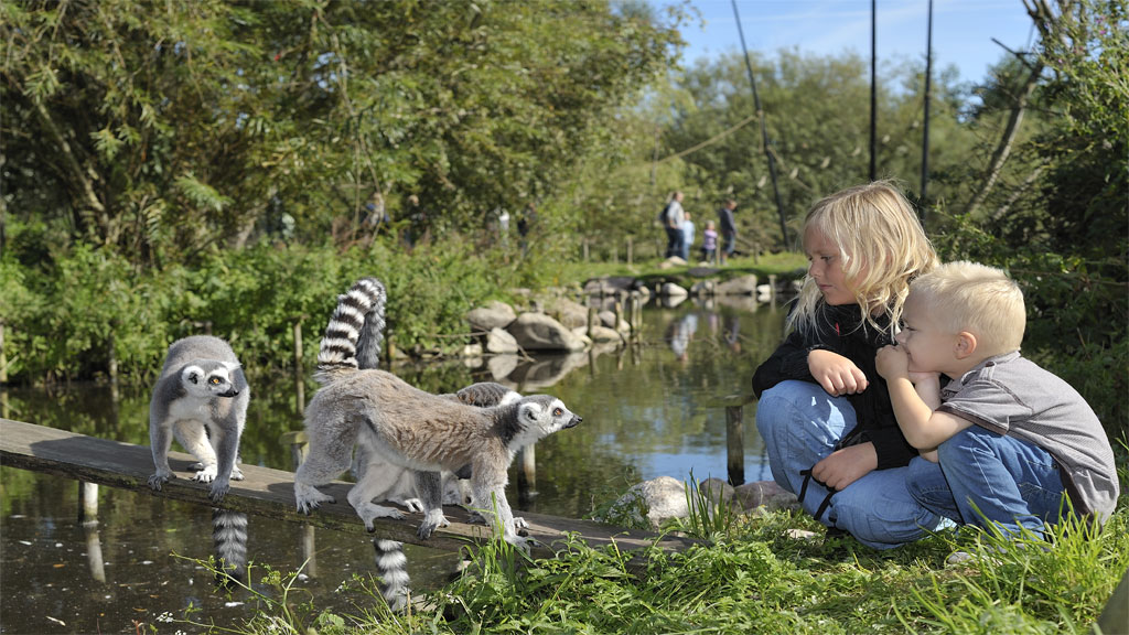 safari zoo