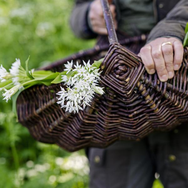 Photo of person picking ramsløg