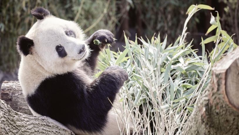 Missa inte pandorna som har flyttat in på Köpenhamns Zoo