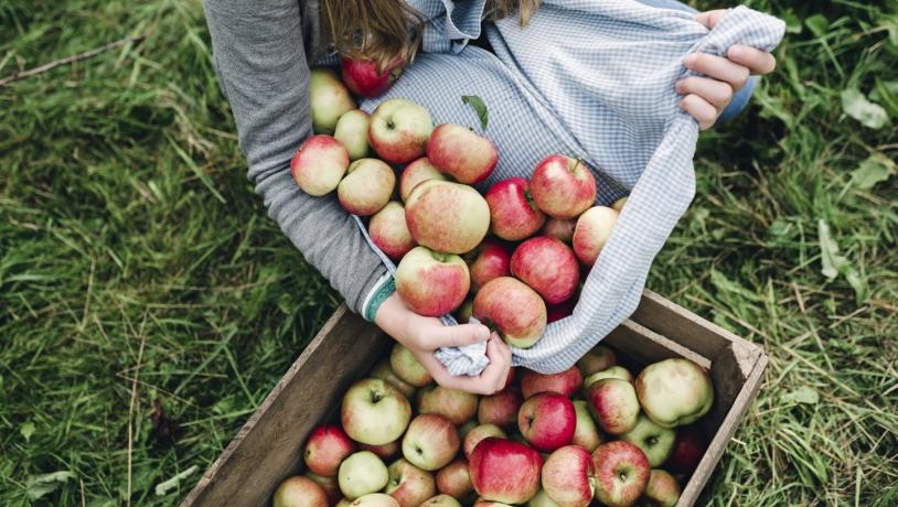 Apple picking in Denmark