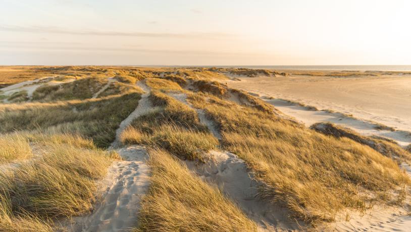 Ein Bild von dem Strand auf Rømø mit den Dünen und dem Meer