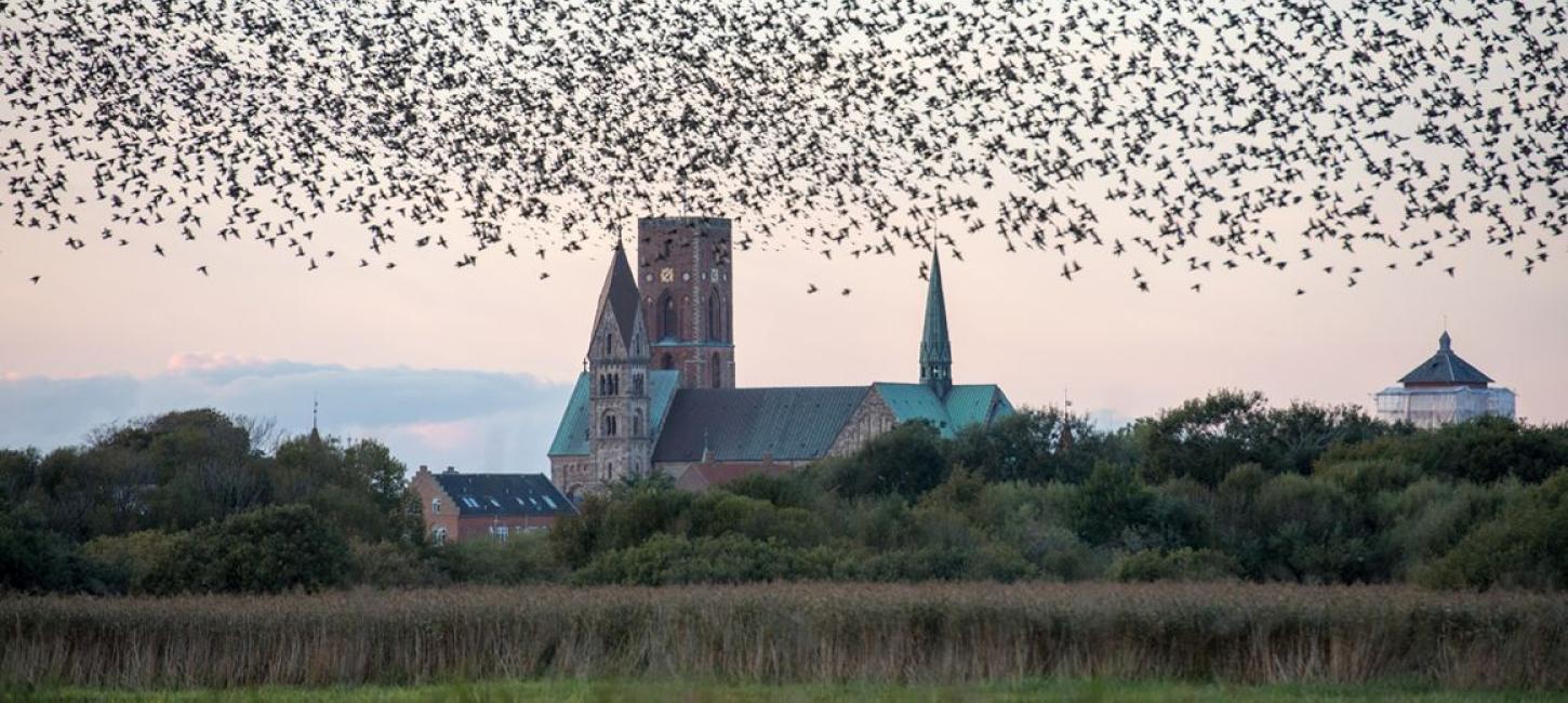 Ribe Cathedral