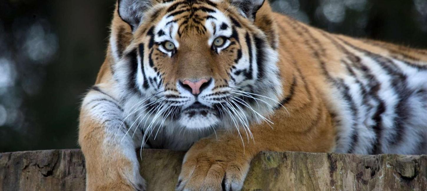 Bild vom Tiger in Knuthenborg Safaripark