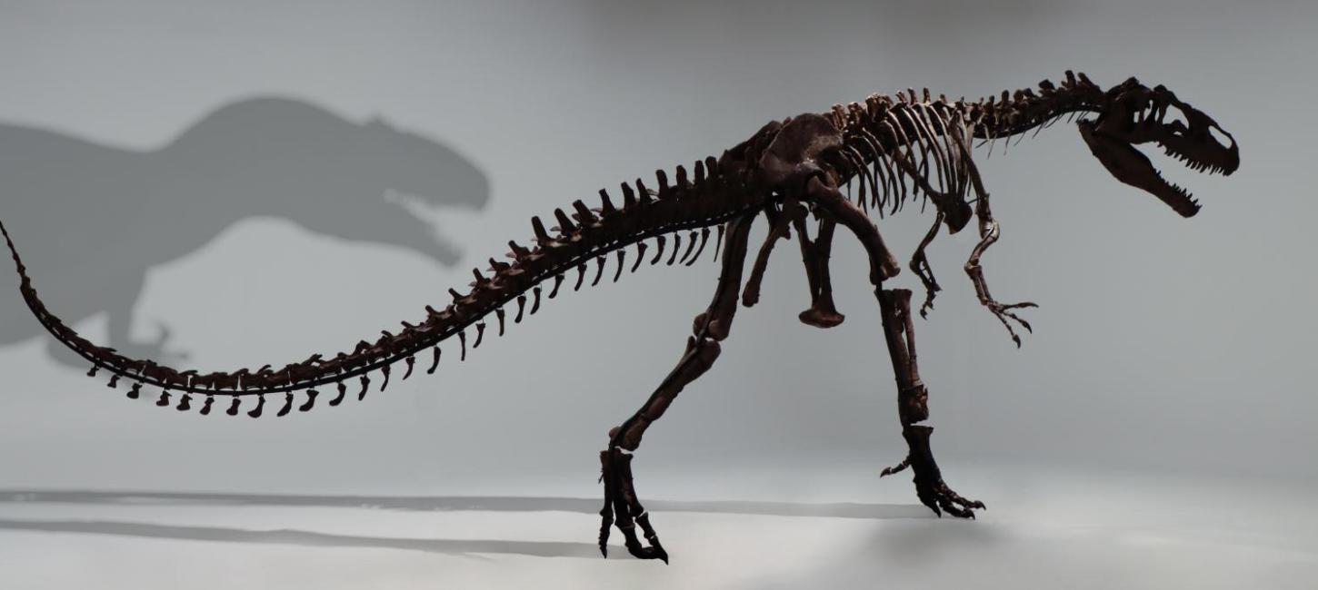 Bild von dem Allosaurus-Skelett Big Joe