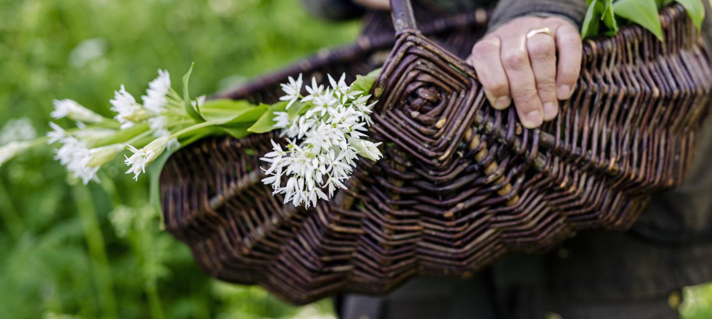 Photo of person picking ramsløg