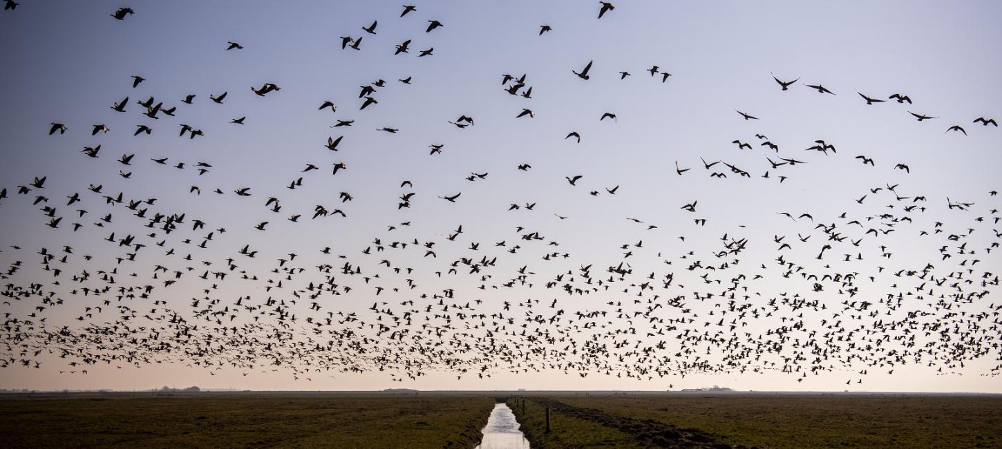 Picture of Tøndermarsken with many black birds flying around