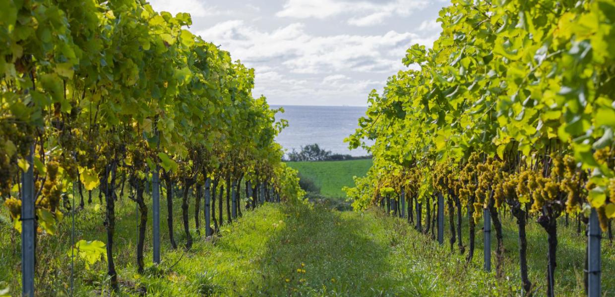 Weingut Dyrehøj Vingård auf Røsnæs, Westseeland