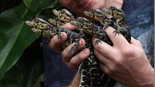 Falster Crocodile Zoo Kaimans