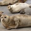 Seal safari at the Wadden Sea, Denmark