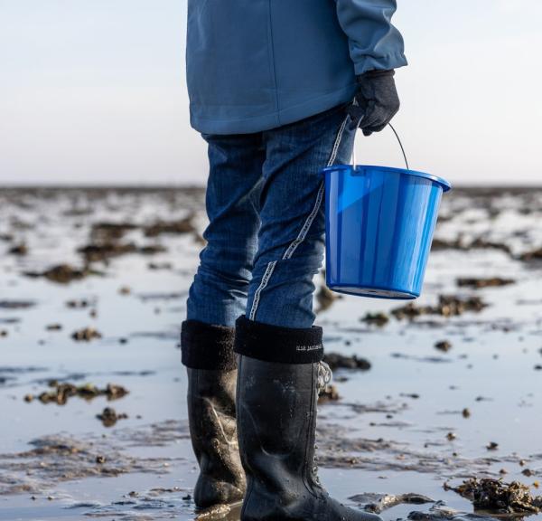 Oyster Safari on Rømø, Denmark